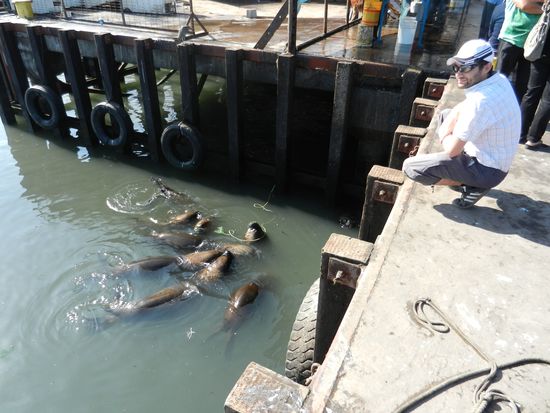 Seelöwen warten auf die Reste vom Fischmarkt