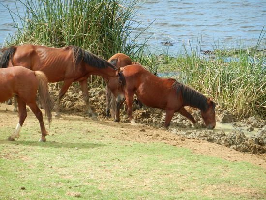 Auf der ganzen Insel anzutreffen: Wildpferde