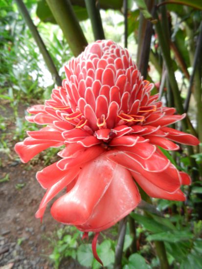 Tropische Blumenpracht