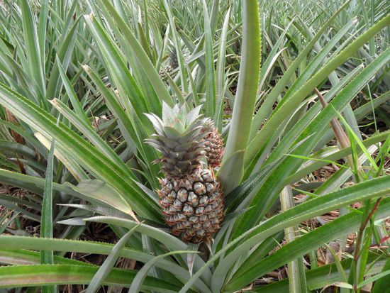 Ananasplantage