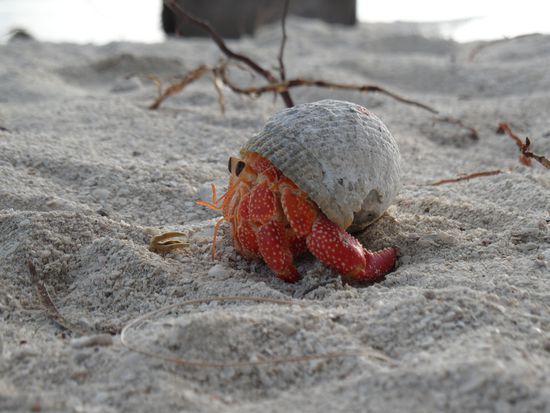 Einer von vielen Einsiedlerkrebsen