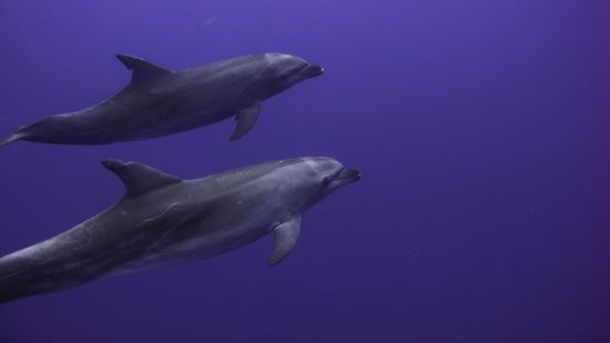 Kraftvolle Schwimmer (Foto von Taucher unserer Gruppe)