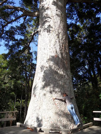 Einer der riesenhaften Kauri-Bäume