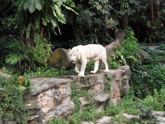 Der Zoo ist vor allem für seine weißen Tiger...