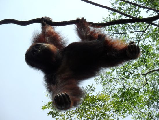 ...und seine Primaten bekannt.