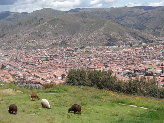 Blick auf Cusco mit Alpakas