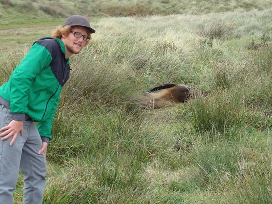 Die Seelöwen pennen wirklich einfach überall in den Dünen. Aber man will sie wirklich nicht wecken, und sollte sich fern halten, sonst wird man gejagt. 