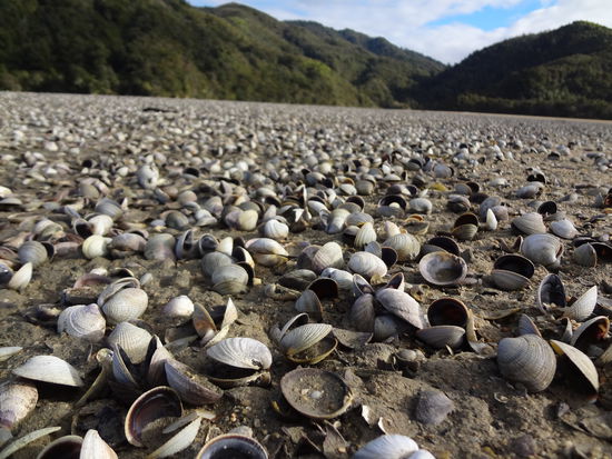 Das sind mal viele Muscheln. Hat sich auch total scary angehört drüber zu laufen.