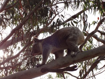 Hier haben wir einen sehr aktiven Koala gesehen.