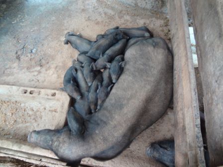 ... und Schweine...