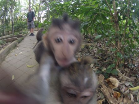 ... und hier hatte ich meinen Spaß mit der GoPro, und die Affen auch.