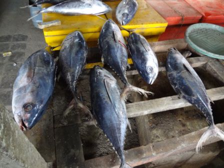 Riesenfische... und bei den Temperaturen hier muss natürlich auch gut gekühlt werden...