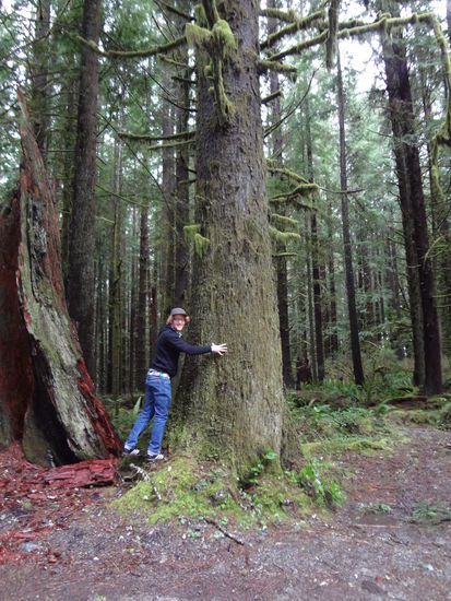 Stop in den Redwoods.