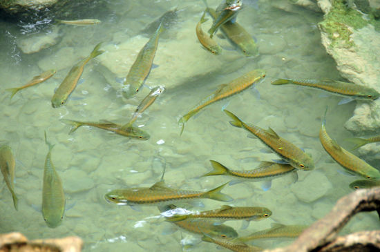 Diese bis zu 30 cm langen Fische beknabbern gerne Menschen.....