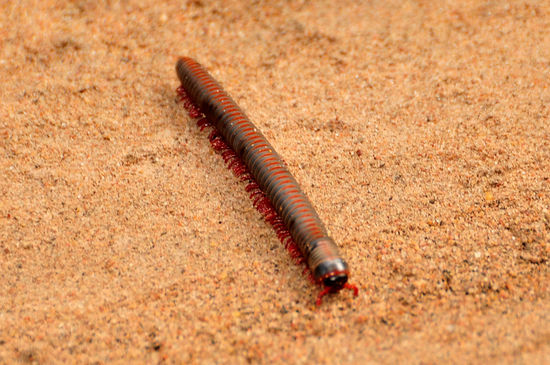 und auch die gibt es dort....