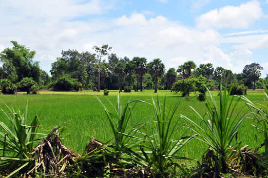 Reisfelder auf dem Weg