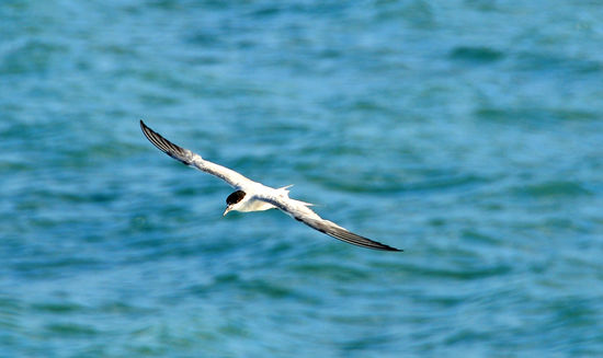 ein Seeschwalbe die unserer Fähre folgt