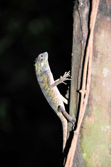 Forest Dragon / Waldagame bei Hin Lad