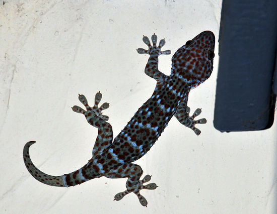 Dieser über 30 cm lange Tokee Gecko leistete uns beim Abendessen gesellschaft.
Nein kein Fake der ist echt.