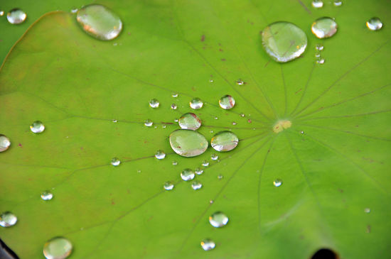 Der Lotusteich im Tempel