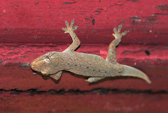 und ein Tempelbewohner