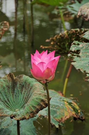 Lotus Blüte