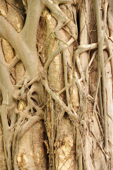 Fig Tree/ Würgfeige