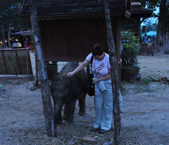 Besuch im Königlichen  Elefantenkraal, dem Paniad
