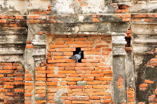 und die Tauben nisten in jeder Nische....