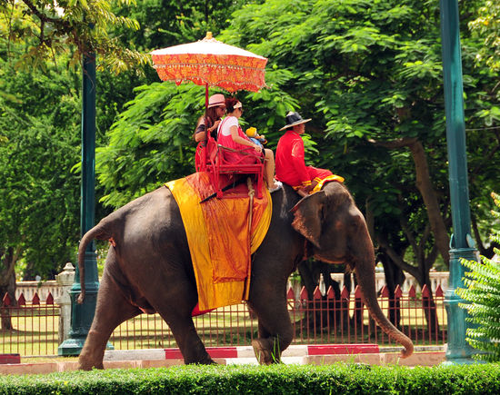 Königliche Elefanten beim Ausritt