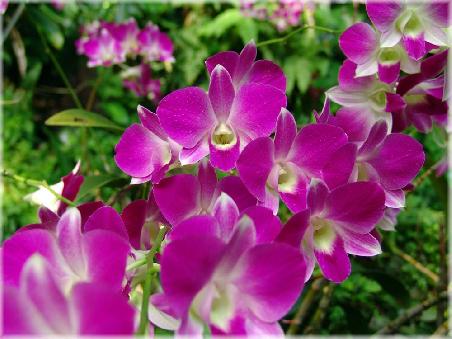 Orchideen für Lotti, Cilli und allen denen sie gefallen