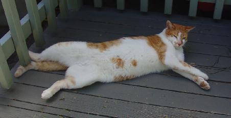 Max die Katze der Gastfamilie