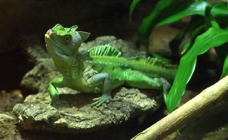 Basilisk hinter Glas