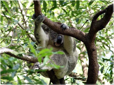 Manch einer wundert sich, dass dieser putzige Koala nicht im Schlaf vom Baum fällt.....