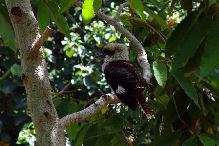 Speziell für Sabine die das Lachen des Kookaburras so liebt. Ja Leute das ist unser Australische Weckdienst, den wir so vermisst haben in der Schweiz.....