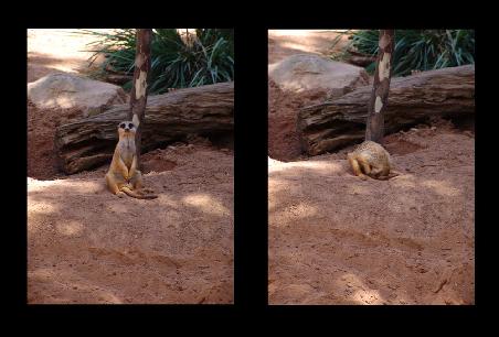 Und diesen knuddligen Meercats könnten wir stundenlang zusehen. Die sind so goldig. Dieser hier wollte glaub mal Vogel Strauss spielen.....