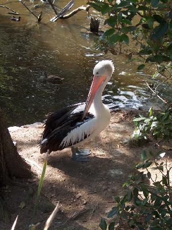 Danke erstmal an Stephie, sie hat dieses tolle Bild gemacht. Auch dieser Pelikan wurde im Toronga Zoo geknipst.