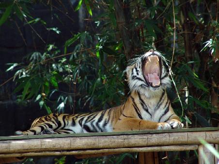 Gut gebrüllt Löwe.... ach nein du bist ja ein Tiger