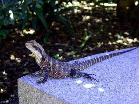 Auch dieser Water Dragon liess die Ruhe des Chinesischen Garten auf sich wirken und zuckte daher auch nicht mit der Wimper als wir ihm auf die Pelle gerückt sind.