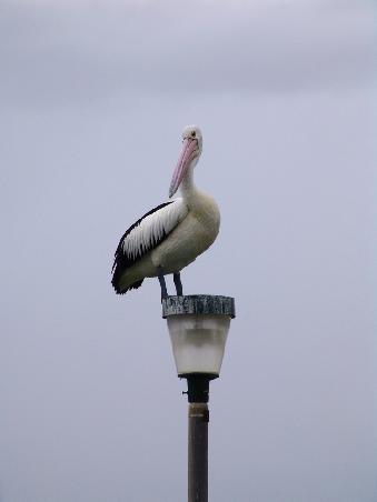 Dieses Kerlchen haben wir auf dem Weg nach Port abgelichtet.....