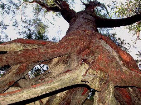 Baum von unten