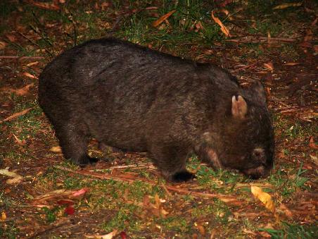 ein Wombat der uns in der Nacht in unserem Camp besucht hat (speziell für Nico)