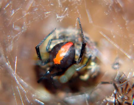 eine Redback-Spider (Achtung tödlich) im Klo of unserem Ratplatz