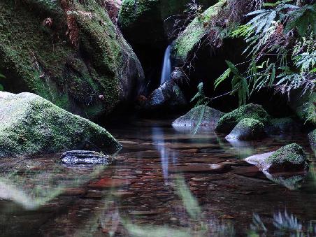 Beim Bushwalk endeckt