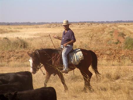 ein Jackeroo (Australischer Cowboy -> Cowgirls nennen sich hier Jileroo) beim Viehtrieb