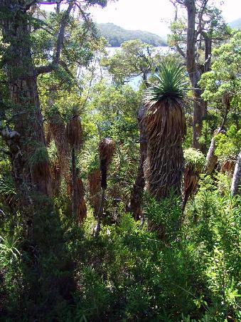 Pandani (Richea Pandanifolia) sieht aus wie eine kleine Palme ist jedoch nicht zu den Palmengewächsen zu zählen. Es handelt sich bei der Pandani um die grösste Heilpflanze der Welt jedoch konnten wir nicht raus finden für was sie gut ist. Sobald wir mal wieder längeren Internetzugang haben werden wir diese Sache mal googeln.