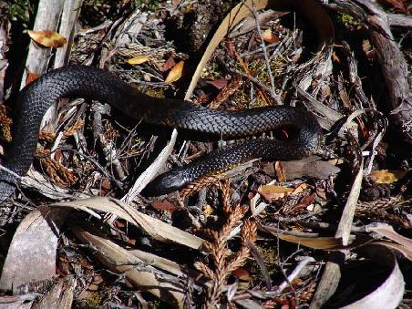 und hat sich auf ihre Sonnenbank verzogen. Es handelt sich übrigens um eine Tigersnake