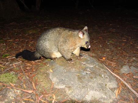 Possum