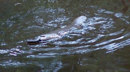 Platypus