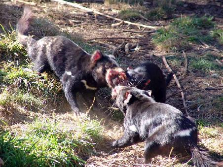 Tasmanian Devils bei der Fütterung